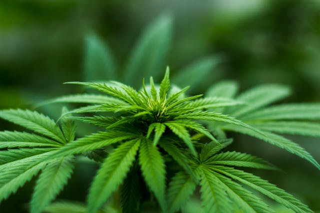 Le varieta di fiori di CBD piu richieste